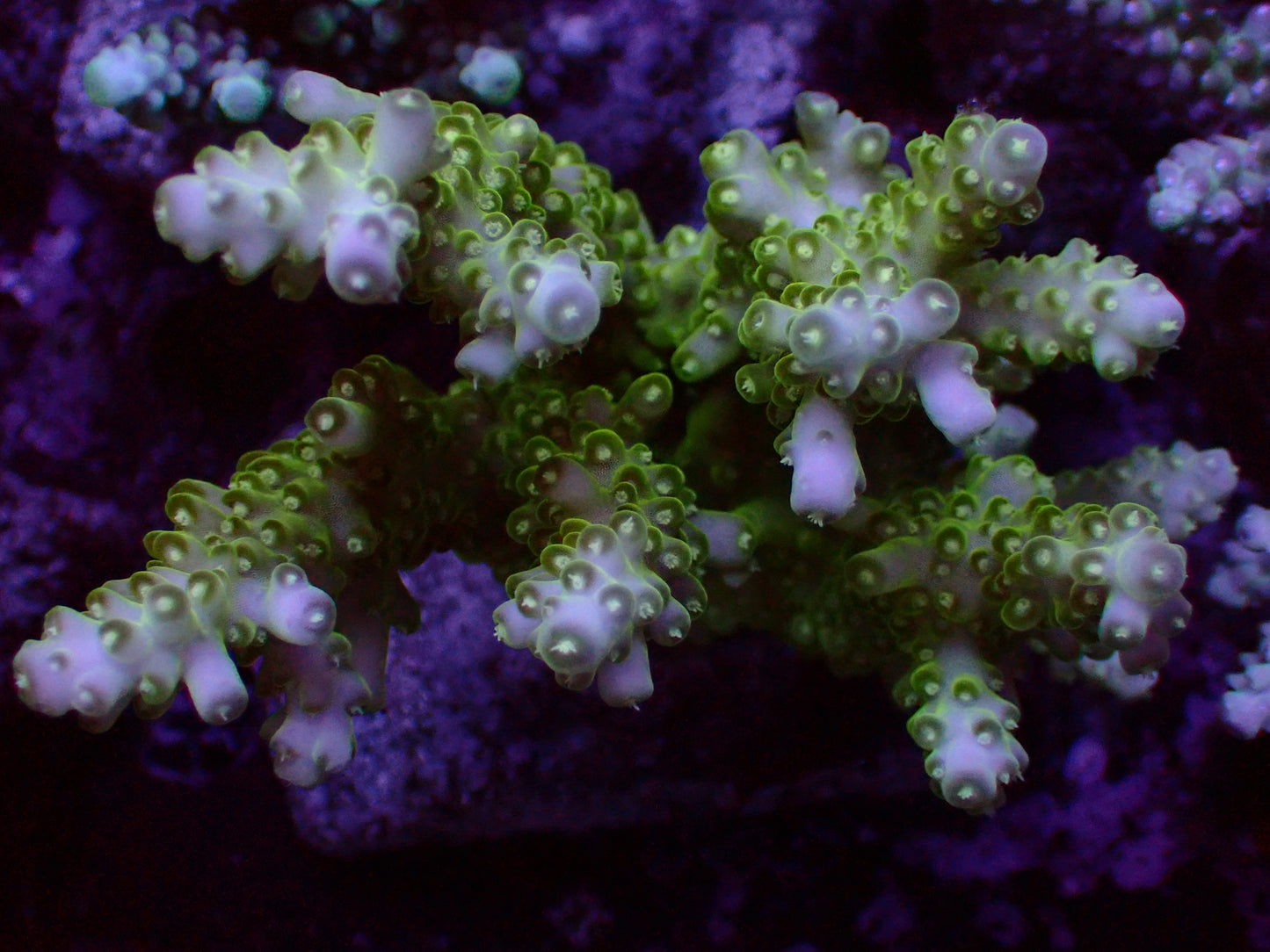 Acropora spp. | Common