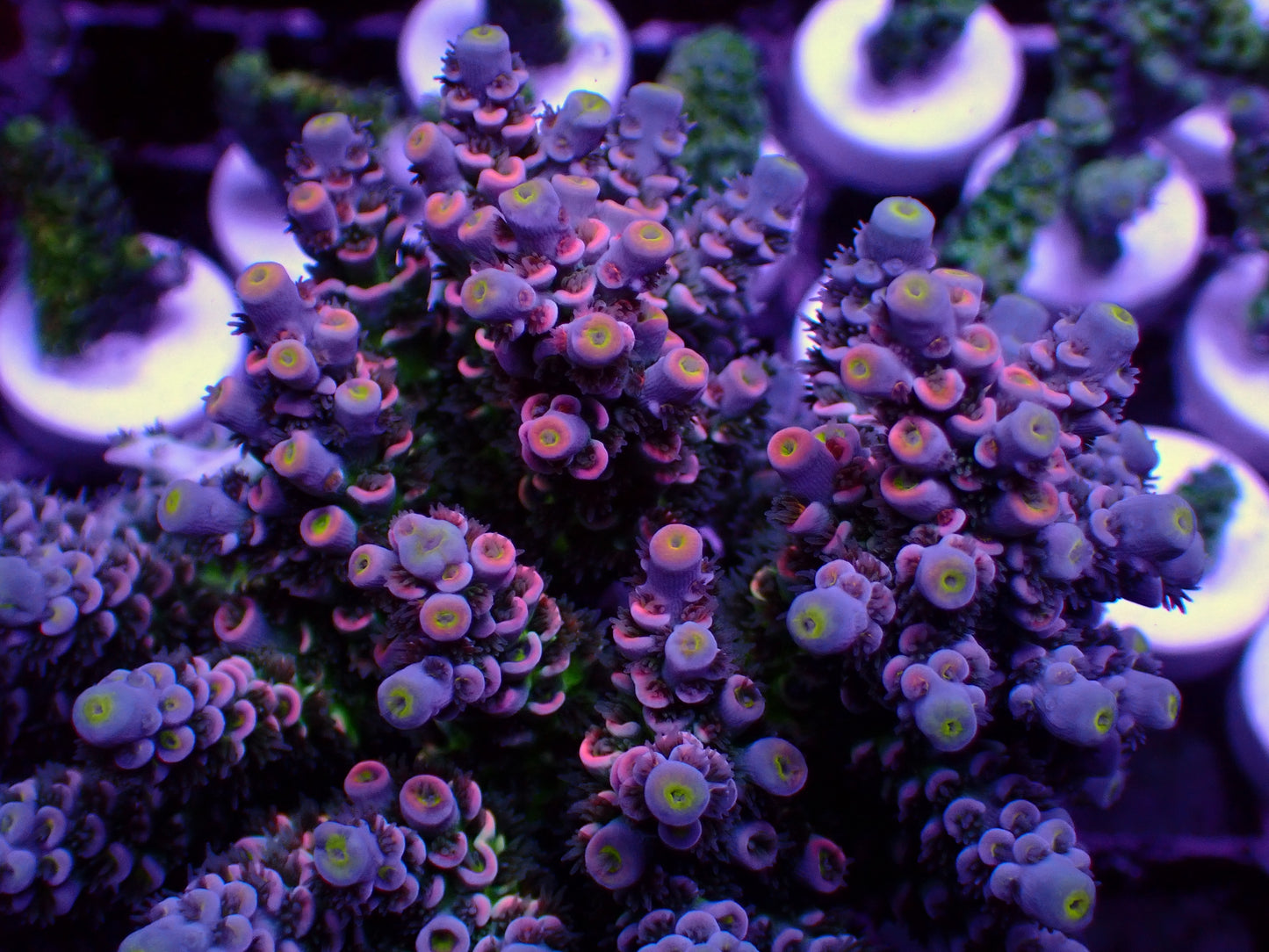 Acropora Tenuis | Premium Grade