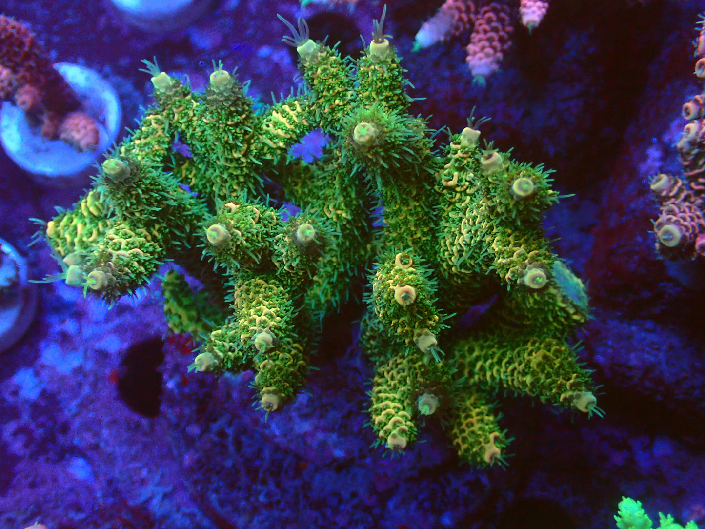 Acropora Millepora | Premium Grade