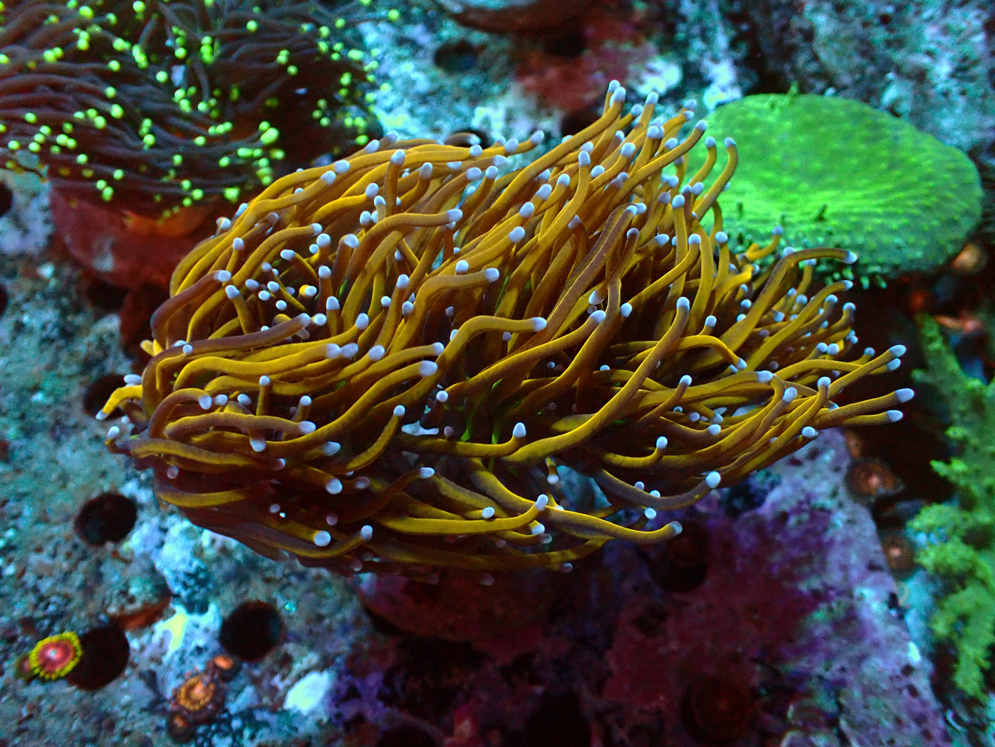 Euphyllia Glabrescens Kolonie | WYSIWYG