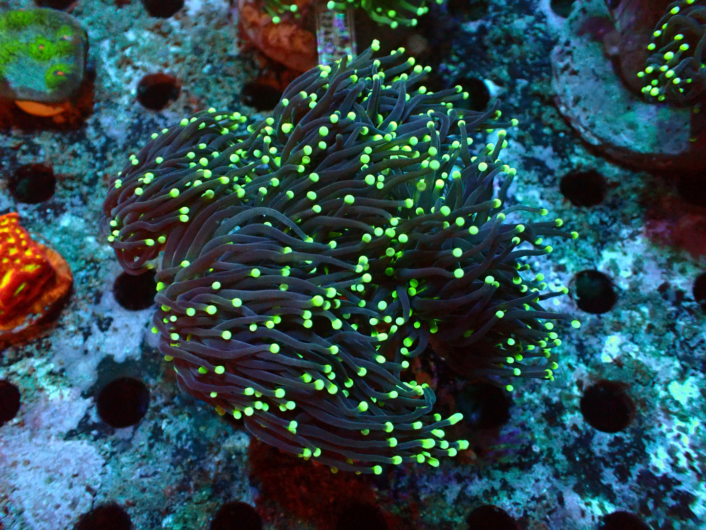 Black Torch Kolonie | WYSIWYG