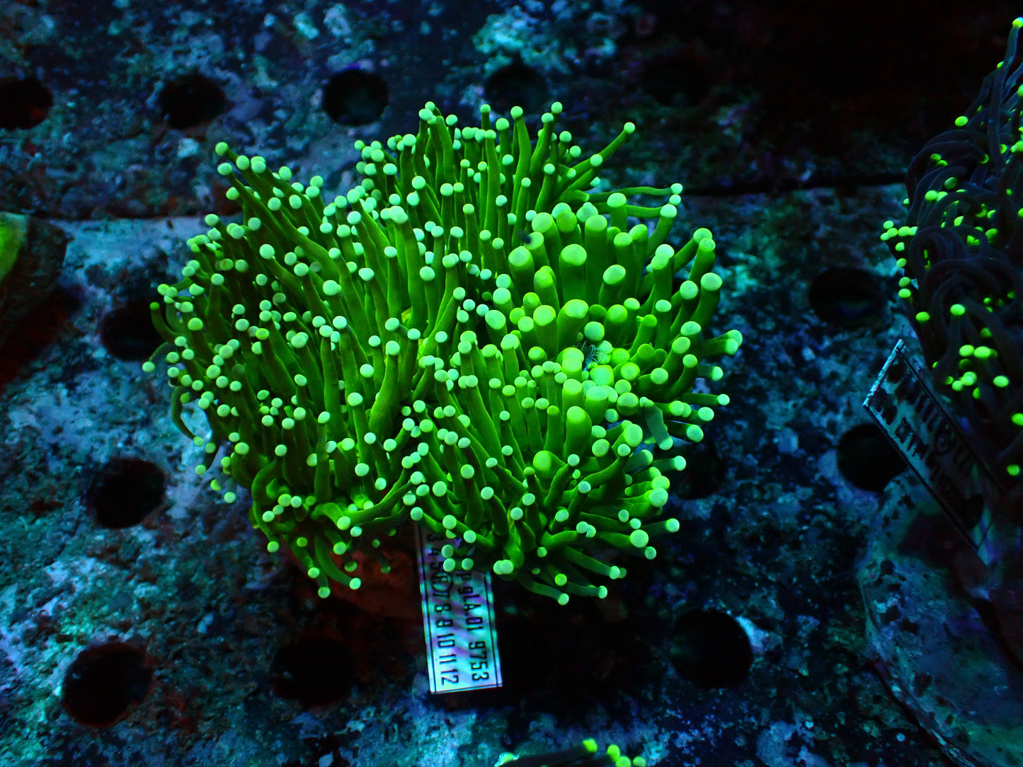 Green Torch Kolonie | WYSIWYG