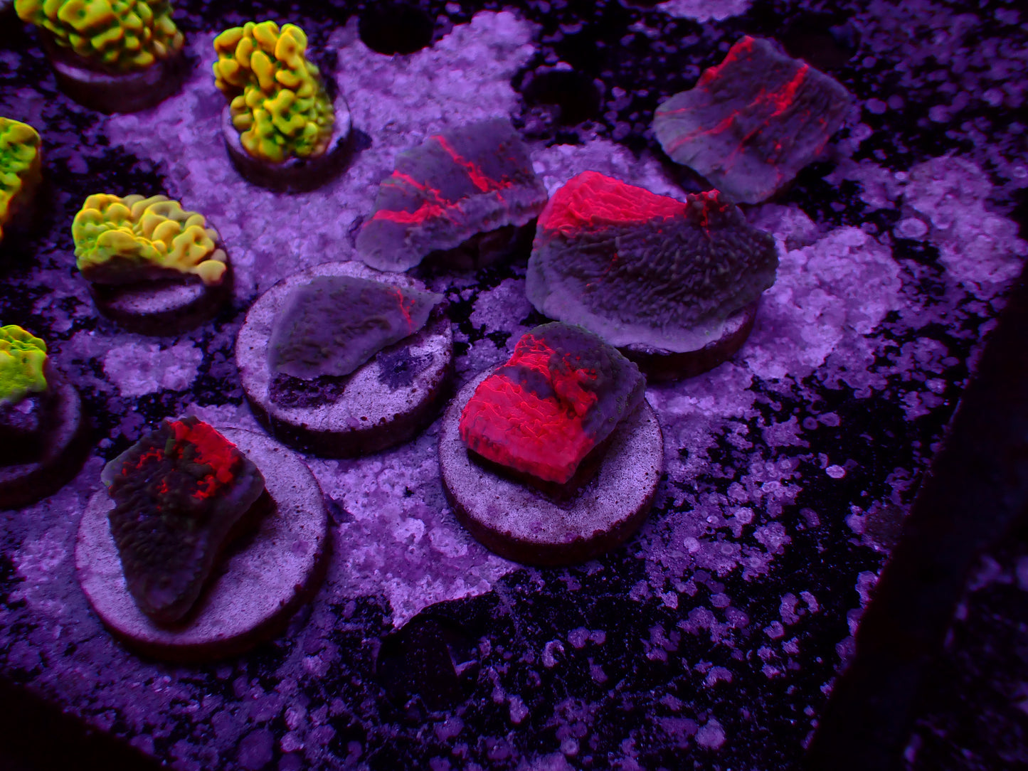 PR Deadpool Montipora | Frag