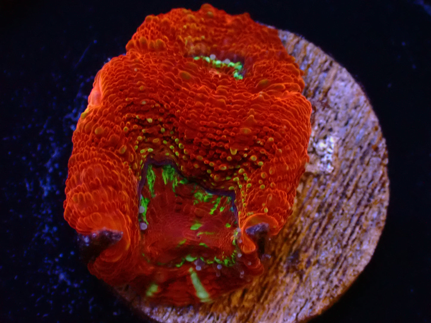 Acanthastrea Bowerbanki Frag