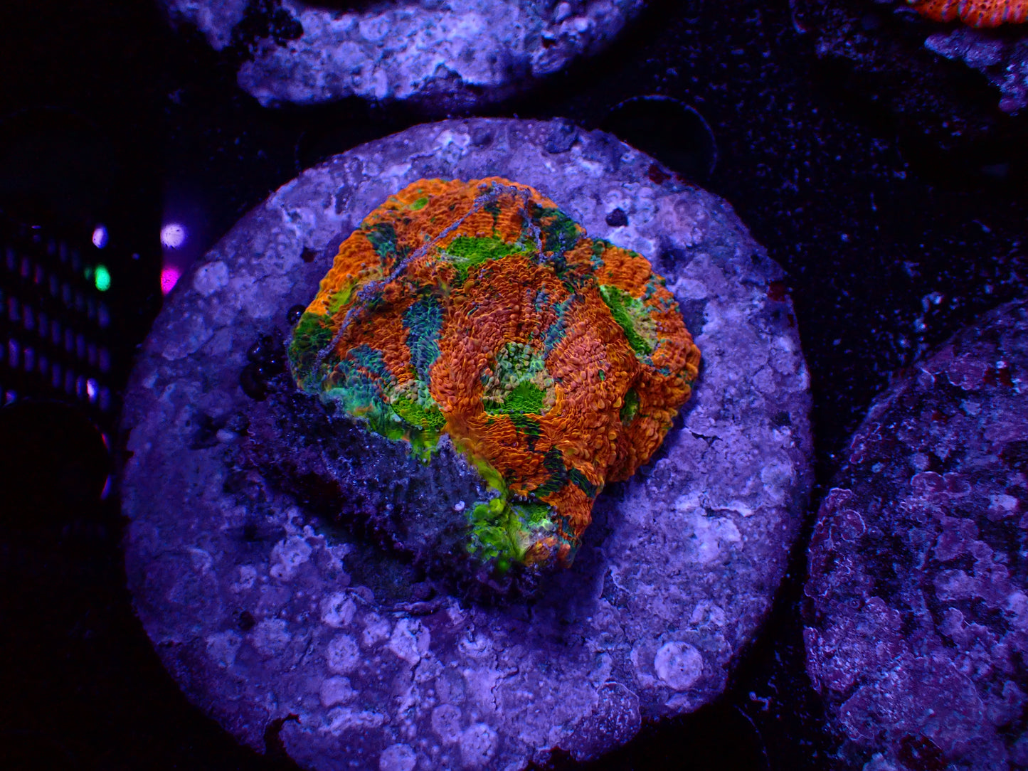 Acanthastrea Echinata Rainbow | WYSIWYG
