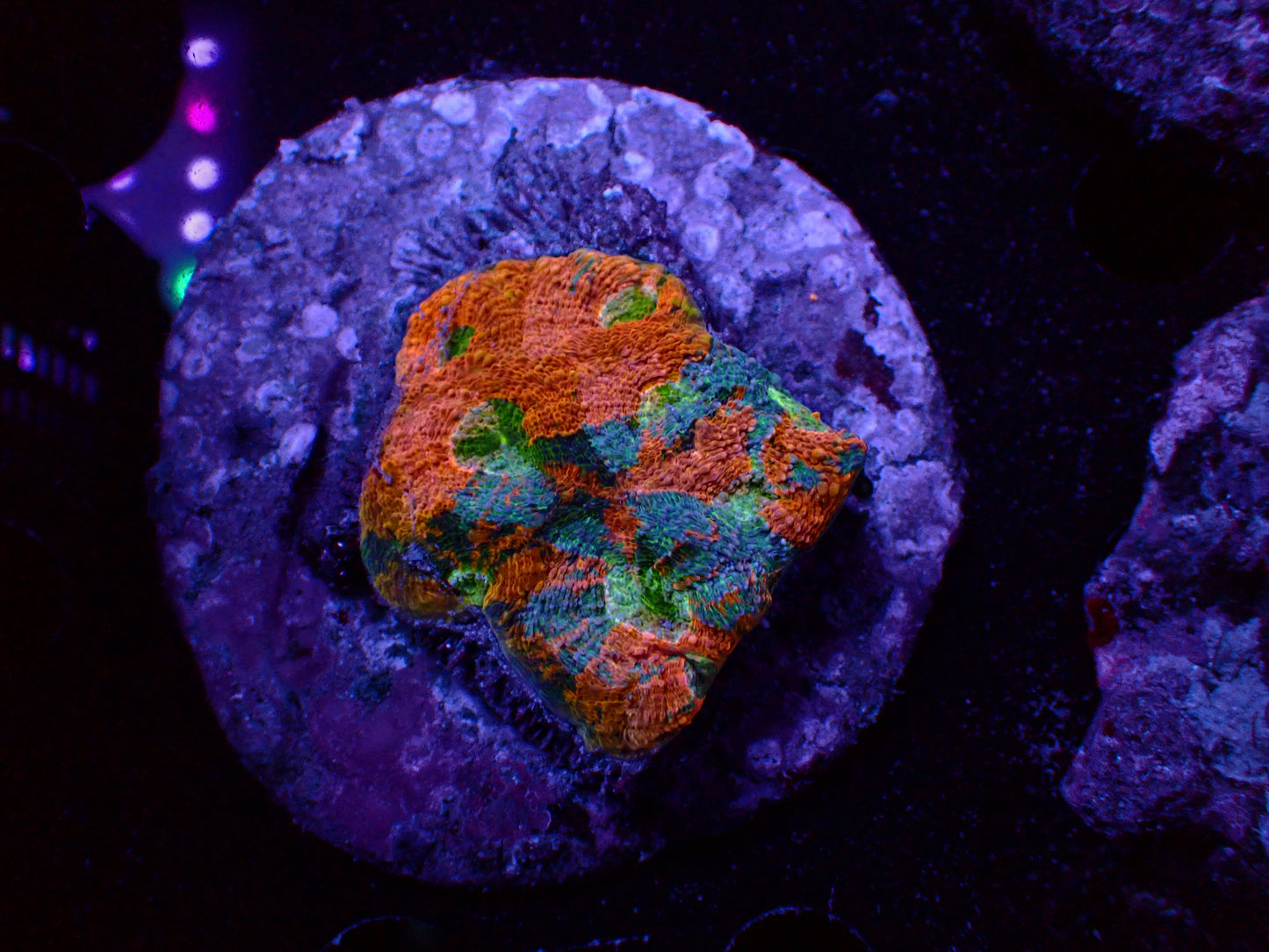 Acanthastrea Echinata Rainbow | WYSIWYG