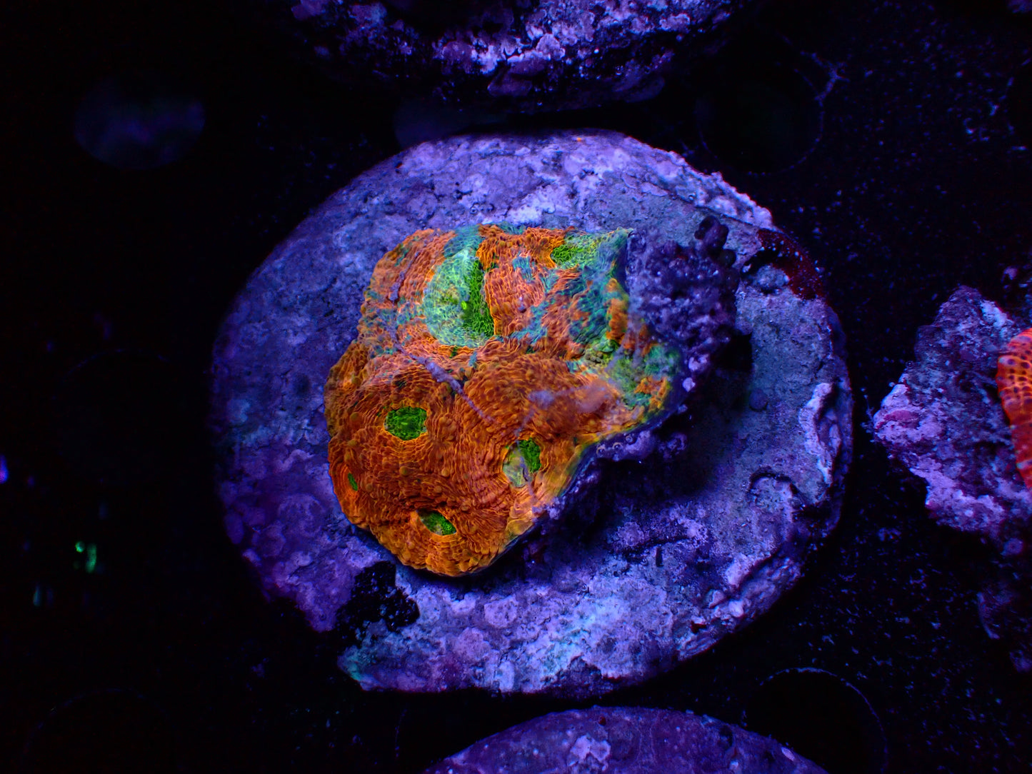 Acanthastrea Echinata Rainbow | WYSIWYG