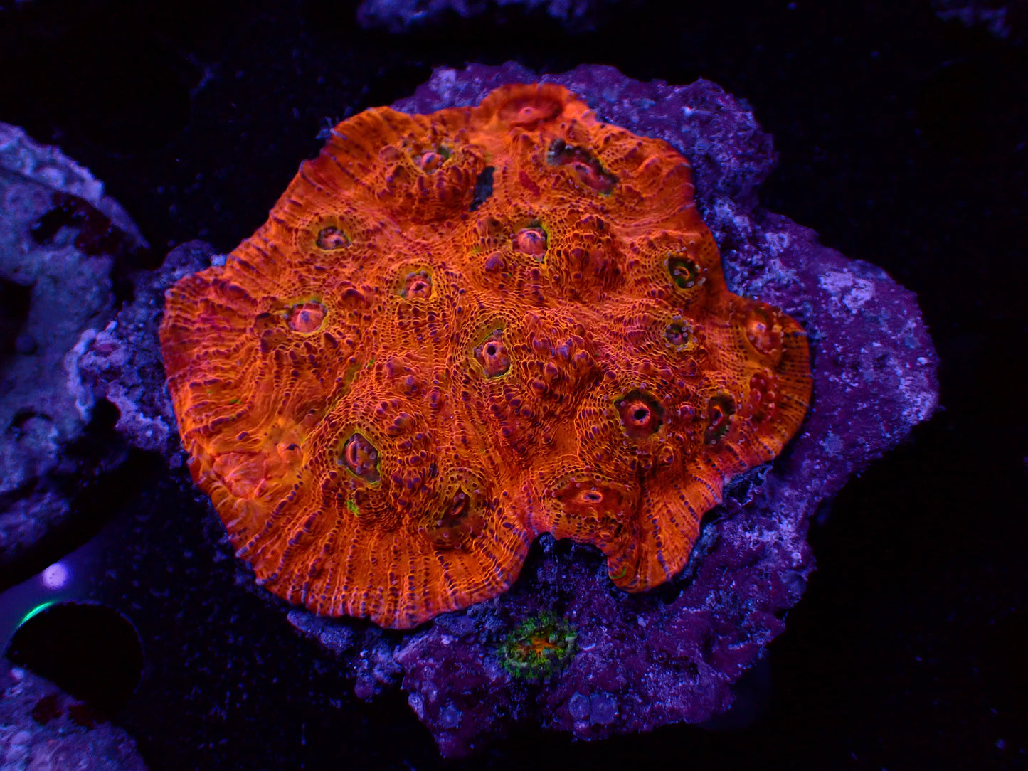 Chalice Rainbow Kolonie | WYSIWYG