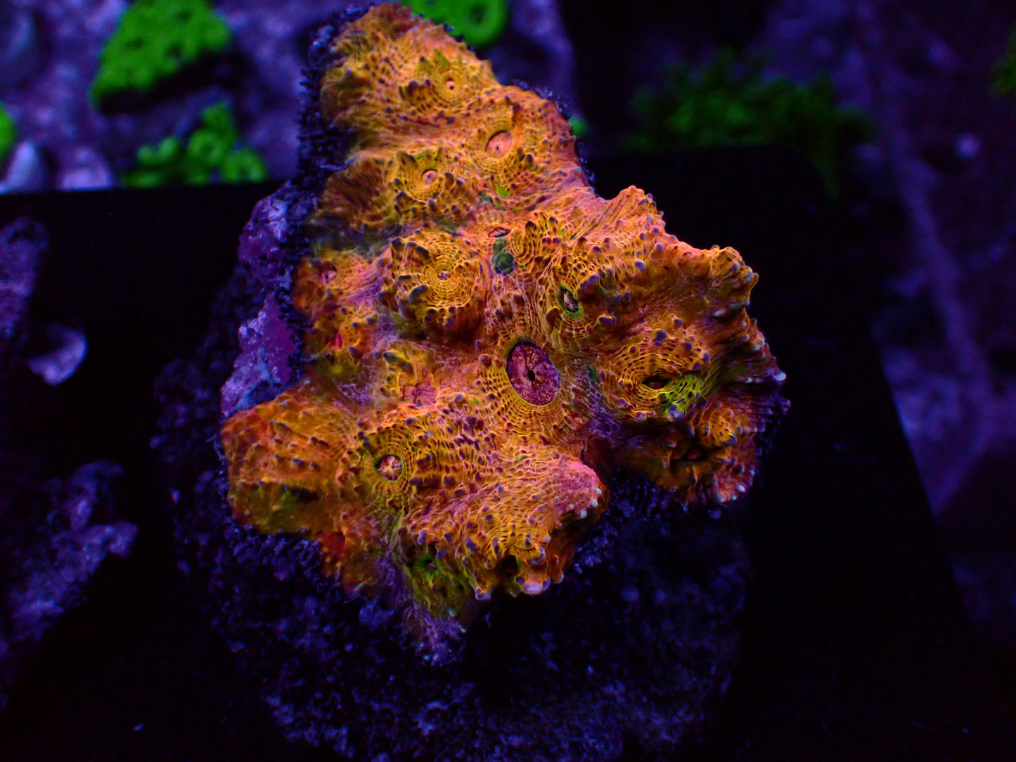 Chalice Rainbow | WYSIWYG