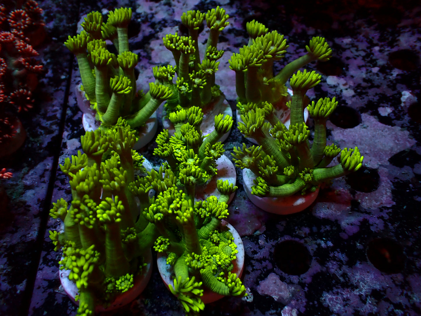 Goniopora | Australia | Toxic Green