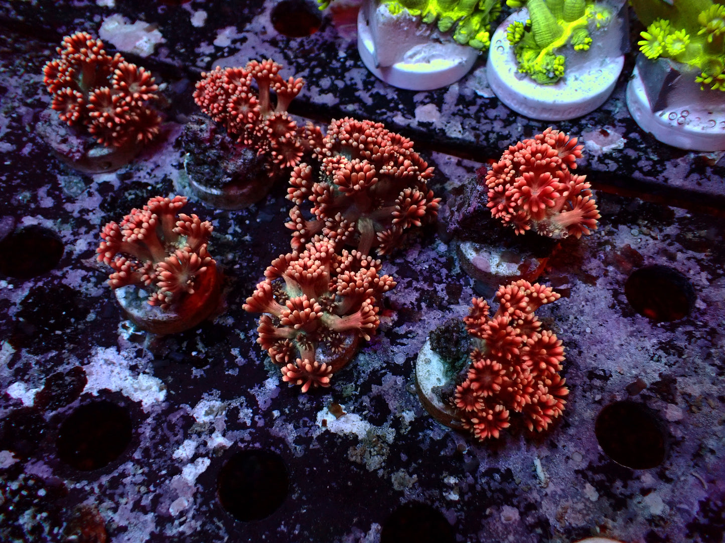 Goniopora Rainbow | Frag