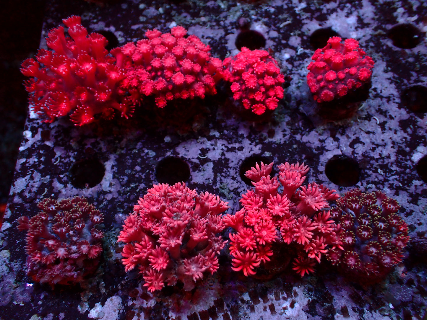 Goniopora Ultra Red/Pink | Frag