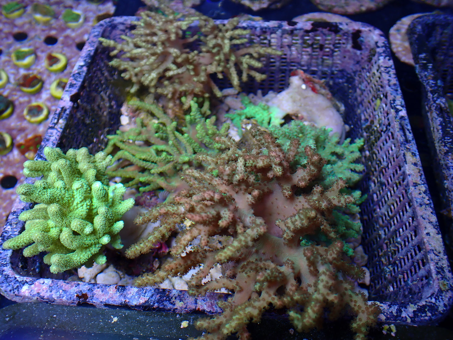 Sinularia polydactyla | Yellow/Green | Australia