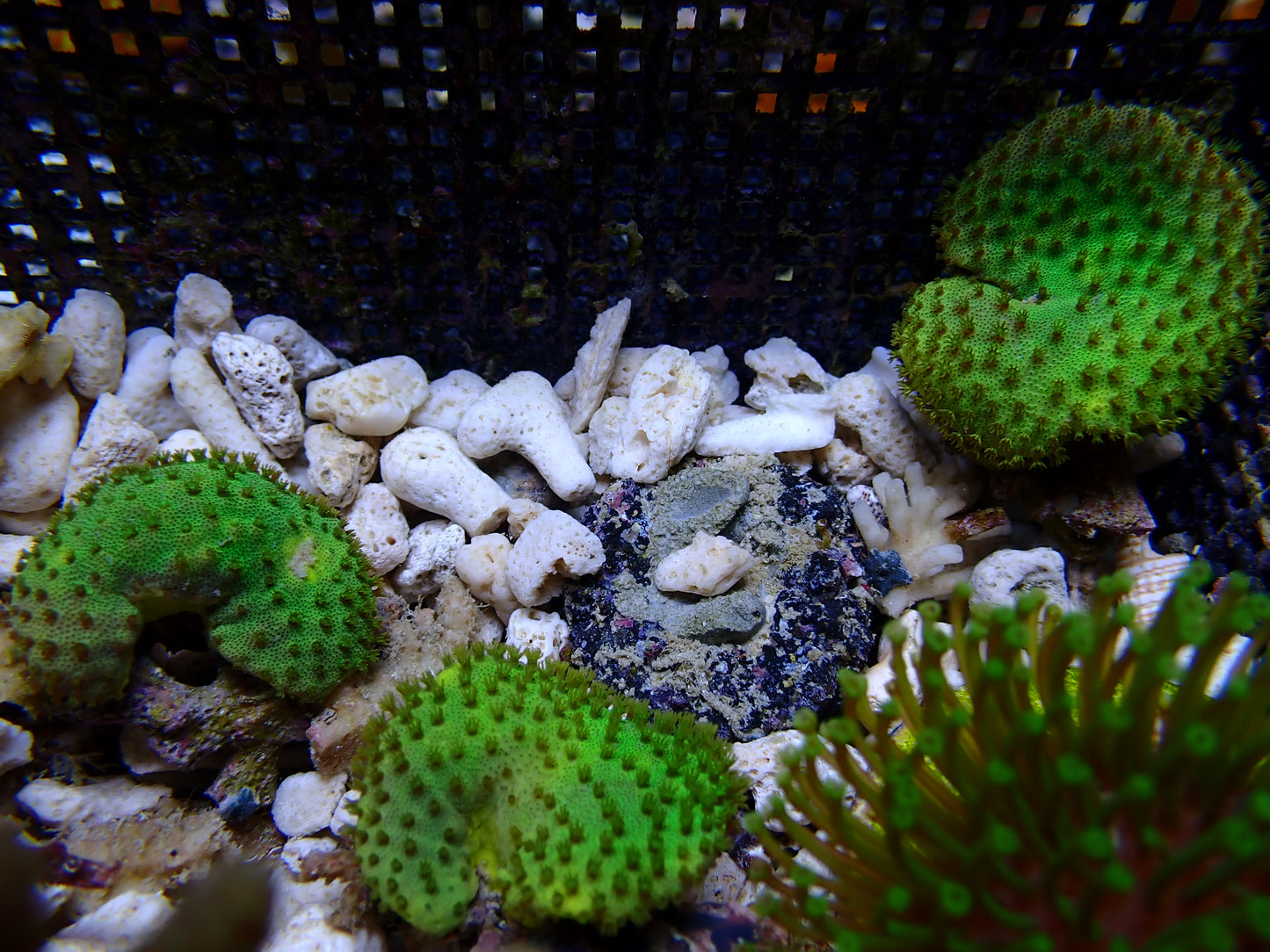 Yellow Fiji Leathercoral | Frag