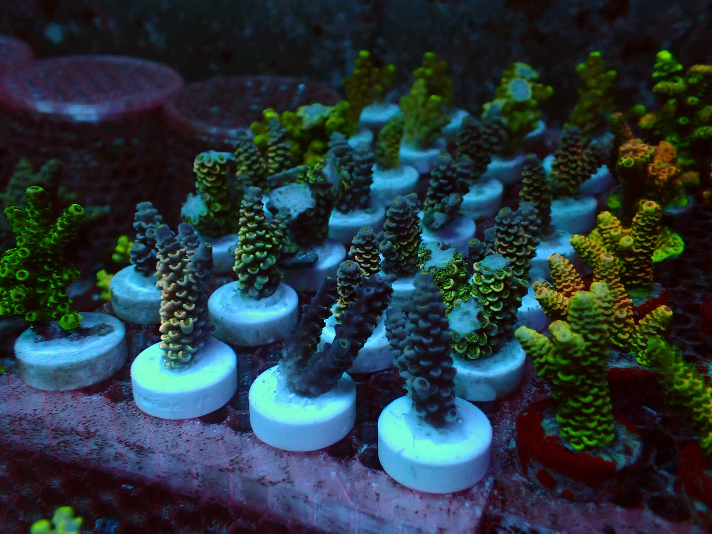 Acropora Frags | Mix