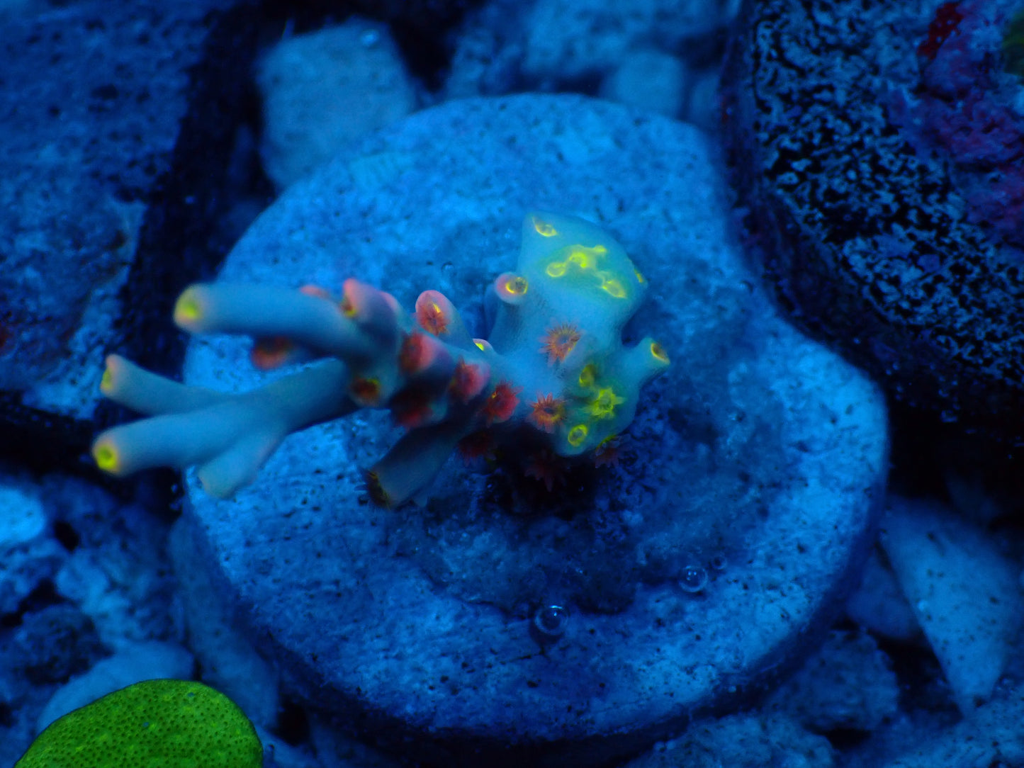 Flaming Sunrise Speciosa Frag