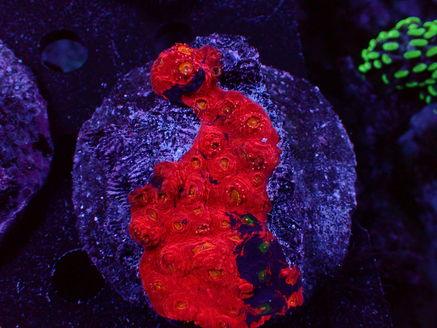 Chalice Rainbow Kolonie | WYSIWYG