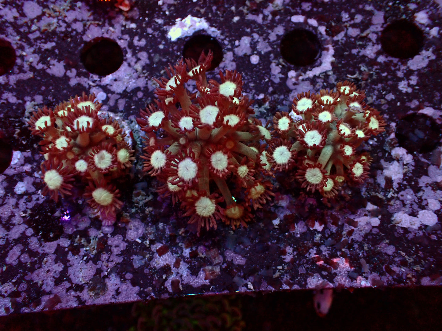 Goniopora Fire and Ice | Frag